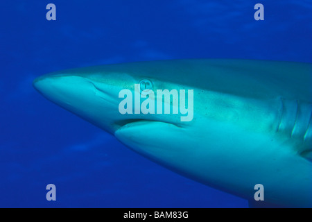 Silky Shark Carcharhinus falciformis Caraibi Cuba Foto Stock