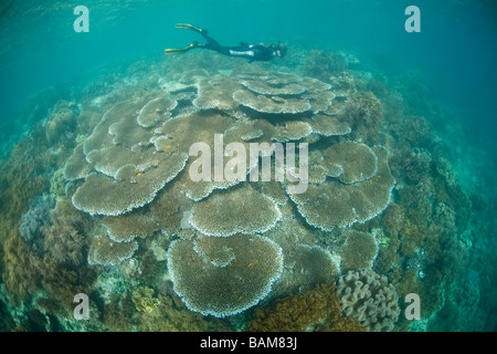 Snorkeling sopra il tavolo coralli Acropora Raja Ampat Papua Nuova Guinea Indonesia Foto Stock