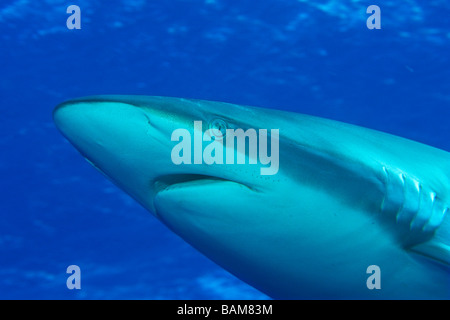 Silky Shark Carcharhinus falciformis Caraibi Cuba Foto Stock