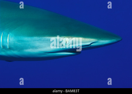 Silky Shark Carcharhinus falciformis Caraibi Cuba Foto Stock