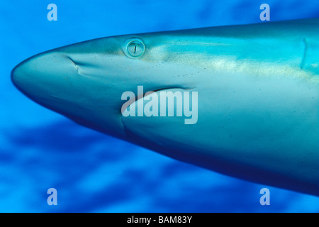 Silky Shark Carcharhinus falciformis Caraibi Cuba Foto Stock