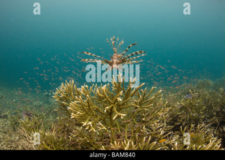 Leone Oltre coralli Staghorn pterois volitans Raja Ampat Papua Nuova Guinea Indonesia Foto Stock