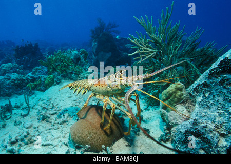 Caraibi Aragoste Panulirus Argus Caraibi Cuba Foto Stock