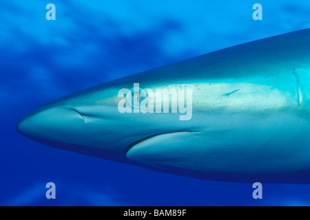 Silky Shark Carcharhinus falciformis Caraibi Cuba Foto Stock