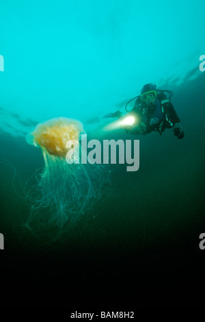 Subacqueo e Lions Mane meduse Cyanea capillata Alesund Atlantico del Nord Norvegia Foto Stock