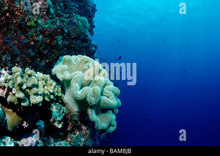 Cuoio coralli nella barriera corallina del Pacifico Micronesia Palau Foto Stock