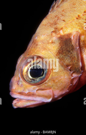 Piccolo Scorfano di Norvegia Sebastes Eglefino viviparus Alesund Atlantico del Nord Norvegia Foto Stock