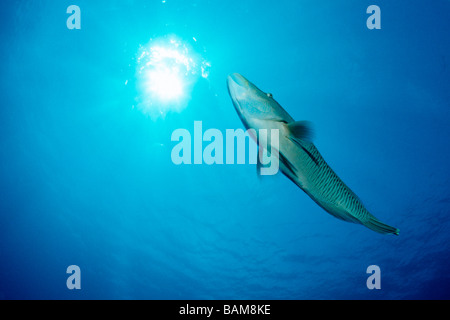 Napoleone Humpback Wrasse Cheilinus undulatus angolo blu Micronesia Palau Foto Stock