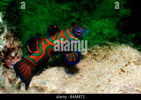 Pesce mandarino Synchiropus splendidus pacifico Micronesia Palau Foto Stock