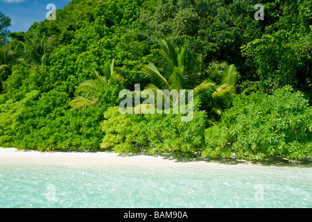 Spiaggia tropicale pacifico Micronesia Palau Foto Stock