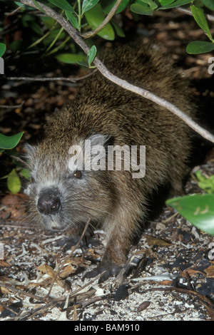 Hutia cubano Capromys pilorides Jardines de la Reina Cuba Foto Stock