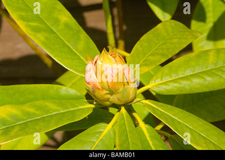 Bocciolo di una bussola di rododendro apertura gemme germogliando Foto Stock