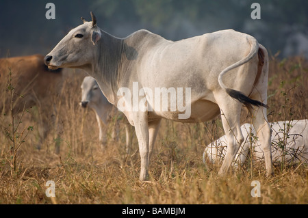 Mucca indiana nel Keoladeo Ghana National Park Bharatpur, India Foto Stock