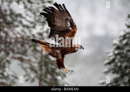 Finlandia, Lapponia Provincia, aquila reale (Aquila chrysaetos) Foto Stock