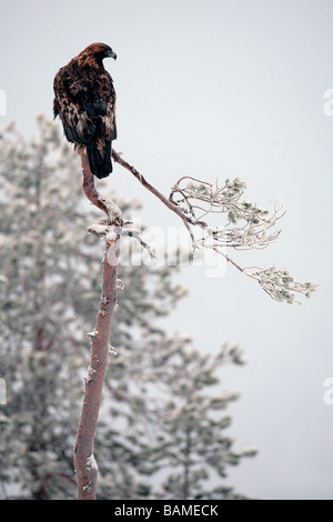 Finlandia, Lapponia Provincia, aquila reale (Aquila chrysaetos) Foto Stock