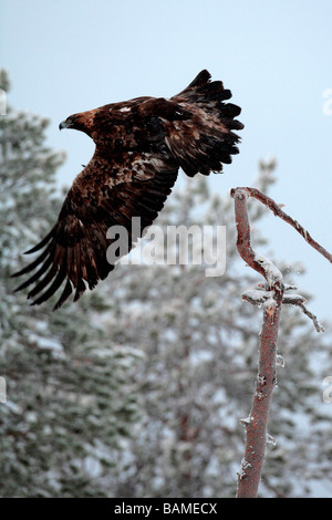 Finlandia, Lapponia Provincia, aquila reale (Aquila chrysaetos) Foto Stock