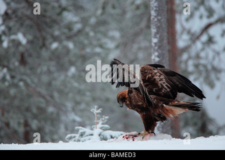 Finlandia, Lapponia Provincia, aquila reale (Aquila chrysaetos) Foto Stock