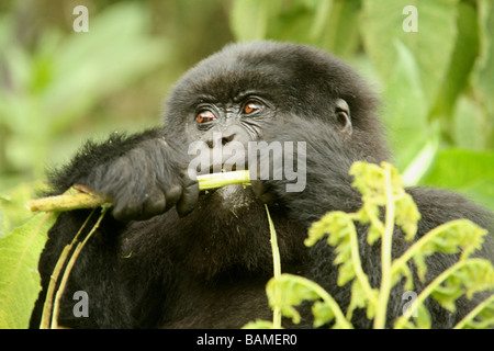 Gorilla di Montagna Foto Stock