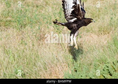 Africa Kenya lago Naivasha Game Reserve Aquila Marziale Polemaetus bellicosus in volo Foto Stock