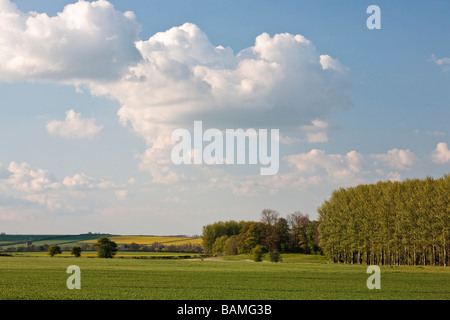 Poplar Tree Palantation, Burton Agnese, East Yorkshire, Inghilterra, Regno Unito Foto Stock