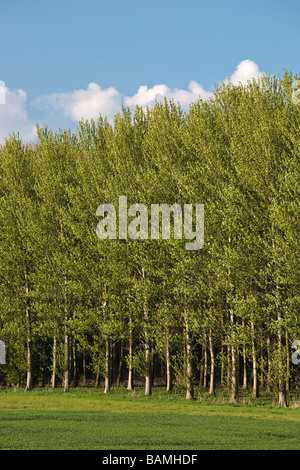 Poplar Tree Palantation, Burton Agnese, East Yorkshire, Inghilterra, Regno Unito Foto Stock