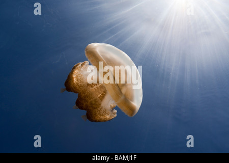 Medusa Mastigias in controluce Mastigias papua etpisonii Medusa Lago Micronesia Palau Foto Stock