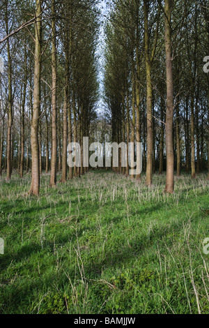 Poplar Tree Palantation, Burton Agnese, East Yorkshire, Inghilterra, Regno Unito Foto Stock