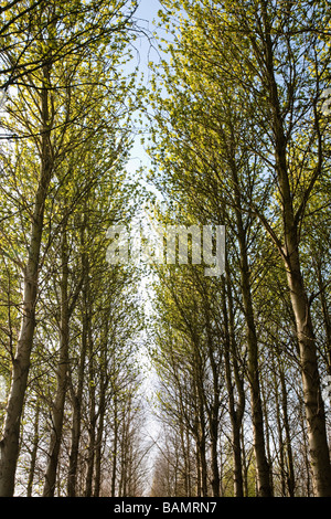 Poplar Tree Palantation, Burton Agnese, East Yorkshire, Inghilterra, Regno Unito Foto Stock