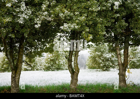 Holly fattoria con alberi e cespugli leggermente ricoperta di neve Foto Stock