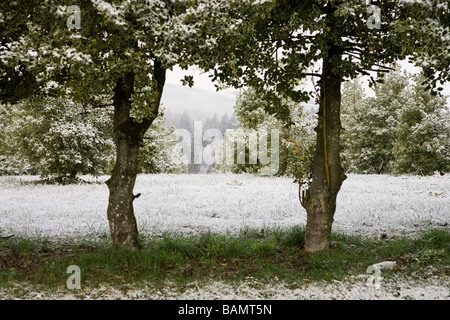 Holly fattoria con alberi e cespugli leggermente ricoperta di neve Foto Stock