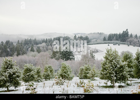 Holly fattoria con alberi e cespugli leggermente ricoperta di neve Foto Stock