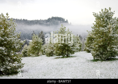 Holly fattoria con alberi e cespugli leggermente ricoperta di neve Foto Stock