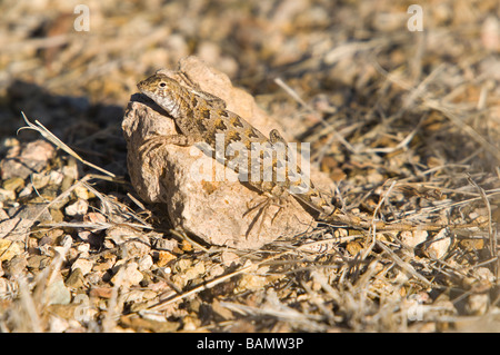 Elegante Earless Lizard (Holbrookia elegans), Tucson Mountain Park, Tucson, Arizona USA Foto Stock