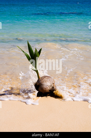 Una germogliazione lavaggi di cocco sulla riva di una spiaggia tropicale in Hawaii Foto Stock