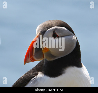 Puffin sull'isola di maggio, Firth of Forth, Fife, Scozia Foto Stock