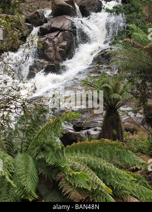 San Columba falls, pyengana ,tasmania australia Foto Stock