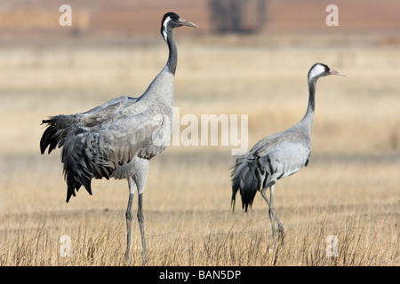 Comune di gru grus grus a Gallocanta Aragona Spagna Foto Stock