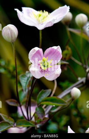 Clematis (Ranunculaceae) Montana Rubens. Scalatore. Immagine ravvicinata di piccoli semi aperto rosa pallido fiore Foto Stock