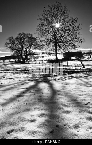 In inverno la luce del sole proietta ombre di alberi sulla neve Foto Stock