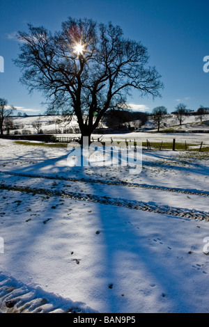 In inverno la luce del sole proietta ombre di alberi sulla neve Foto Stock