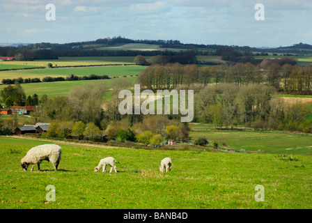 Pecore e agnelli pascolano sui terreni agricoli in primavera nel Wiltshire, Inghilterra REGNO UNITO Foto Stock