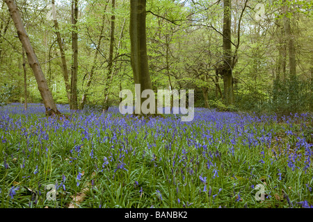 Tappeto di bluebells nel bosco nella campagna inglese Foto Stock