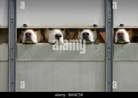 Cinque foxhounds guardando fuori del rimorchio Foto Stock