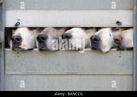 Cinque foxhounds guardando fuori del rimorchio Foto Stock