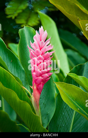 Il fiore rosa della pianta di zenzero in Costa Rica America Centrale Foto Stock