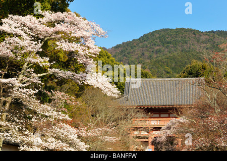 Fiori di ciliegio al tempio Daigoji, Kyoto JP Foto Stock