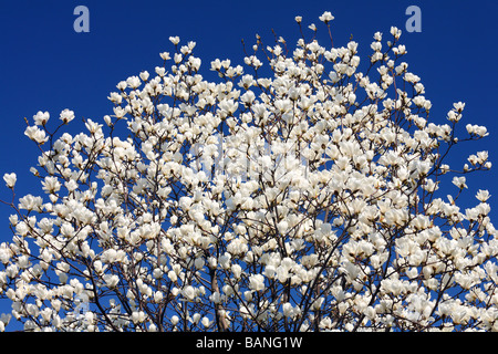 Magnolia bianco fiori che sbocciano contro sunny blue sky Magnolia denudata Foto Stock