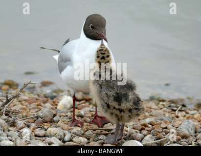 Una neonata a testa nera (gabbiano Larus ridibundus) mendica per alimenti da un adulto. Foto Stock