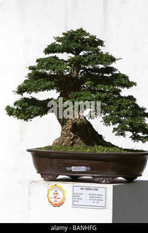 Alberi di Bonsai in mostra presso il Nguyen Hue Boulevard Flower Show in Ho Chi Minh City Vietnam Foto Stock