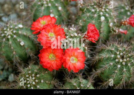 Claret Cup Cactus, Echinocereus triglochidiatus, Cactaceae, Sud America del Nord Foto Stock